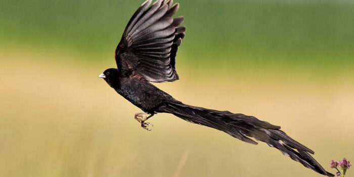 long-tailed-widowbird