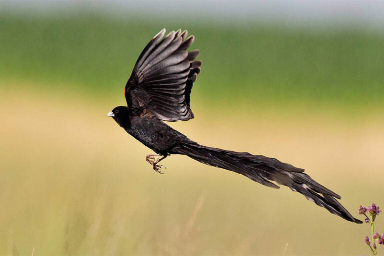 Top 20 Small Birds with Long Tails Depth World