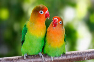 lovebirds-romantic-animals