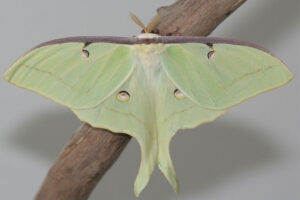 luna-moth - Nocturnal Animals