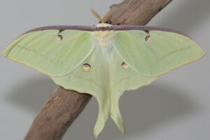 luna-moth