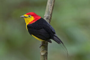 manakin-birds-romantic-animals