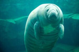 manatee-longest-gestation-period