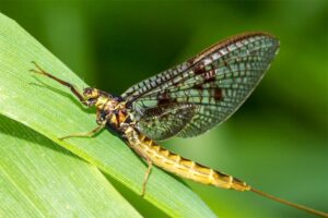 mayflies