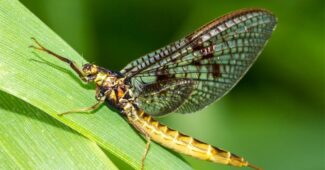 mayflies