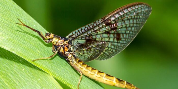 mayflies