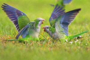 monk-parakeet