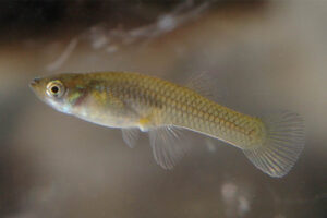 mosquitofish