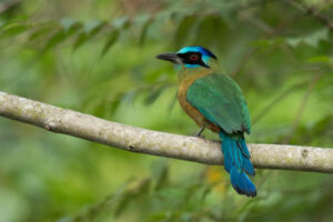 motmot-tail-birds