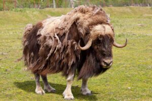 musk-ox