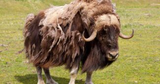 musk-ox