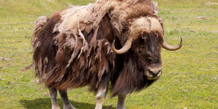 musk-ox