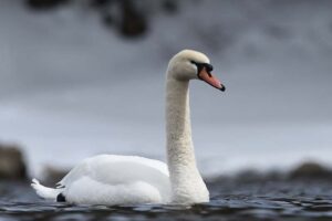 mute-swan-dangerous-birds