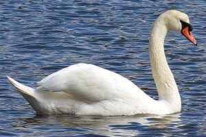 mute-swan-largest-birds