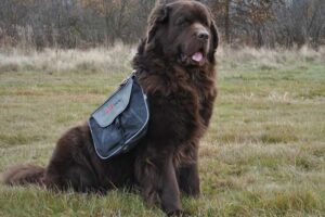 newfoundland - Shortest Living Dog Breeds