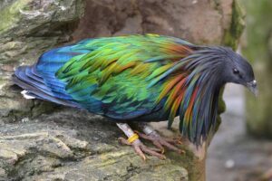 nicobar-pigeon