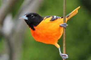 northern-oriole