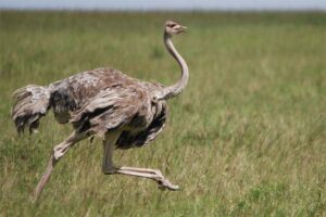 ostrich-largest-birds