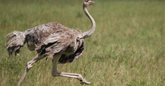 ostrich-largest-birds