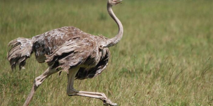ostrich-largest-birds