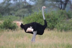 ostrich-dangerous-birds