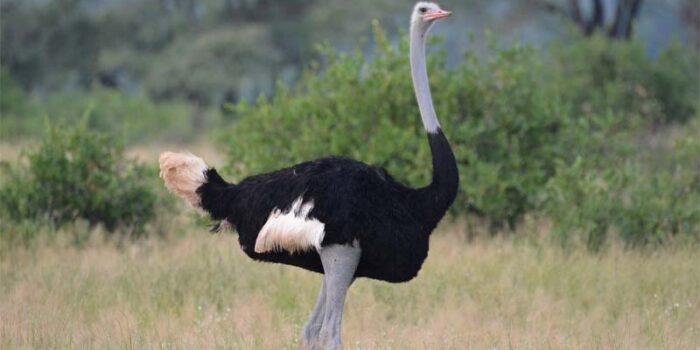 ostrich-dangerous-birds
