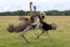 ostrich-flightless-bird