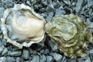 oysters-for-healthy-skin