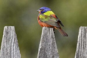 painted-bunting