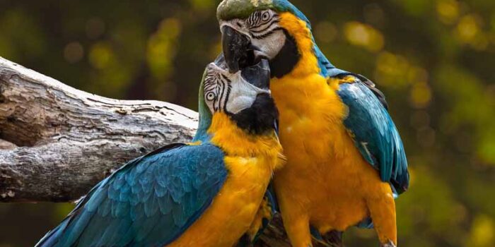 parrots