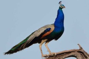 peafowl