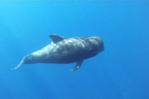 pilot-whale