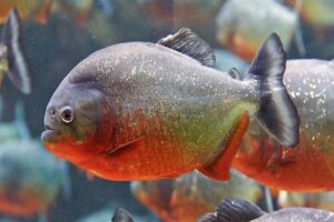 piranha-fish