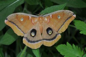 polyphemus-moth