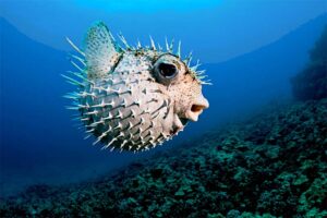 puffer-fish