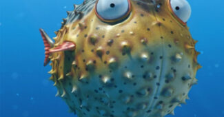 pufferfish-romantic-animals