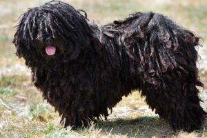 puli-dog