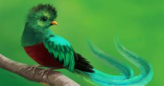 quetzal