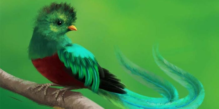 quetzal