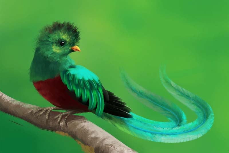 10 Most Beautiful Birds in the world - Depth World