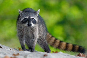 raccoon