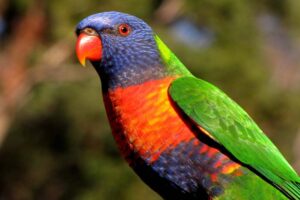 rainbow-lorikeet