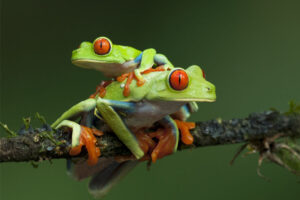 red-eyed-tree-frog - Nocturnal Animals