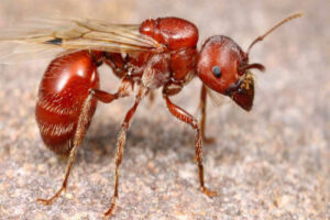 red-harvester-ant