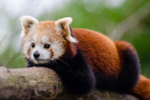 red-panda