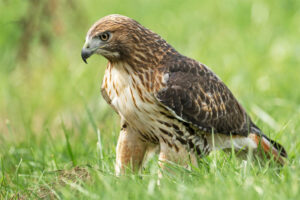 red-tailed-hawk