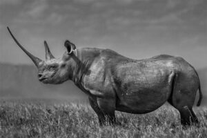 rhino-longest-gestation-period