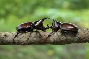 rhinoceros-beetle