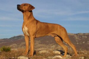 rhodesian-ridgeback-dog