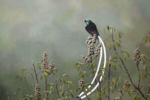 ribbon tailed astrapia - Small Birds with Long Tails